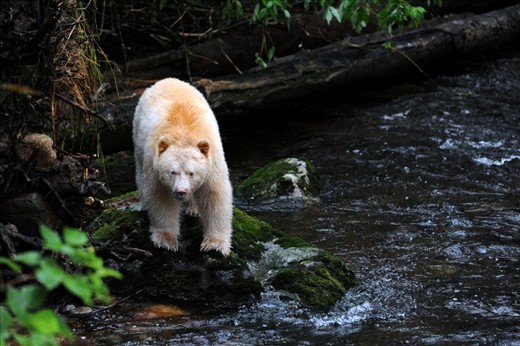 “Spirit Bear”
A spirit bear fishing for salmon in the autumn. It was a dream to be near this magnificent creature. BC’s western coastline, the land, microorganisms, wildlife, forest ecology, cultures and people all rely on the flourishing life and health of the ocean. So too do the grizzly bears, the wolves that hunt salmon and the spirit bears.
