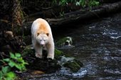 “Spirit Bear”
A spirit bear fishing for salmon in the autumn. It was a dream to be near this magnificent creature. BC’s western coastline, the land, microorganisms, wildlife, forest ecology, cultures and people all rely on the flourishing life and health of the ocean. So too do the grizzly bears, the wolves that hunt salmon and the spirit bears.: by gemsalsberg, Views[1010]