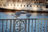 by geneve, Views[214]