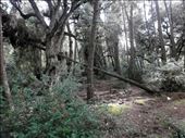 Into the woods: by geobi, Views[327]
