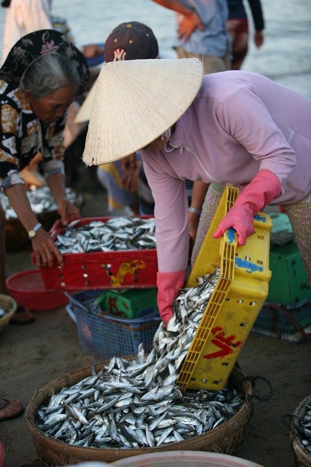 Fish being poured into a basket after completing a sale.  The fish are then quickly packed in ice and rushed off on a motorbike to local restaurants or other markets to be sold to locals.