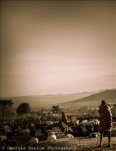 A Maasai herdsman overlooking his herd at dusk in the Maasai Mara, Kenya: by georgi_kate, Views[740]
