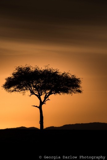 A silhouetted tree against a sunrise skyline in the Maasai Mara, Kenya