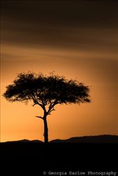 A silhouetted tree against a sunrise skyline in the Maasai Mara, Kenya: by georgi_kate, Views[430]