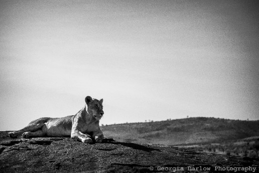 A lioness enjoys a moment of solitude sunbathing on a rock in the Maasai Mara, Kenya
