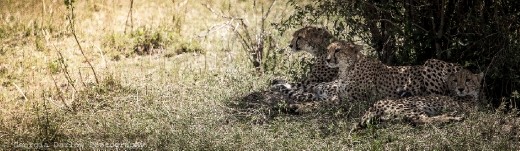 A trio of cheetah enjoy some relief from the midday heat under a bush in the Maasai Mara, Kenya