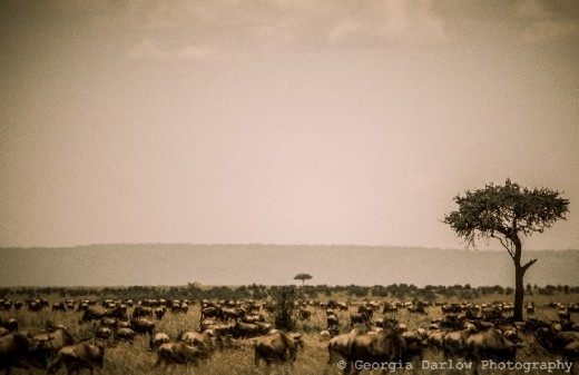 A herd of migrating wildebeest make their way across the Maasai Mara savannah in Kenya.