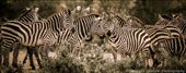 A herd of zebra in the Maasai Mara, Kenya: by georgi_kate, Views[339]