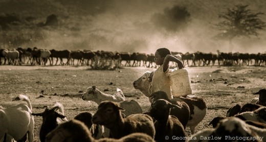 A girl helps bring in water and a herd of goats to her villag'es compound in the Maasai Mara, Kenya