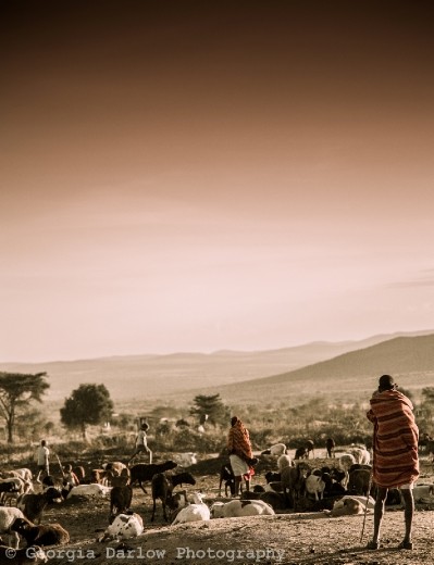 A Maasai herdsman keeps watch over his herd at dusk in the Maasai Mara, Kenya