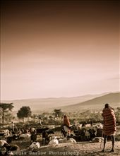 A Maasai herdsman keeps watch over his herd at dusk in the Maasai Mara, Kenya: by georgi_kate, Views[607]