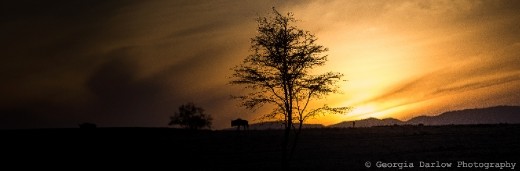 A silhouetted wildebeest passes in front of a rising sun in the Maasai Mara, Kenya