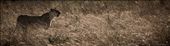 A lioness in the Maasai Mara grassland, Kenya: by georgi_kate, Views[470]