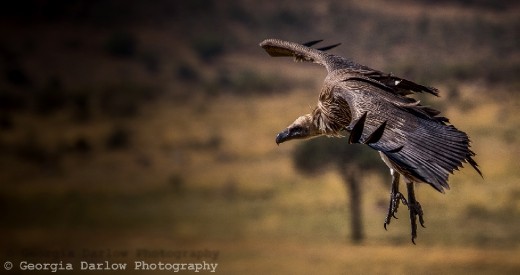 A vulture soars above the Maasai Mara, Kenya