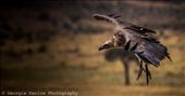 A vulture soars above the Maasai Mara, Kenya: by georgi_kate, Views[742]