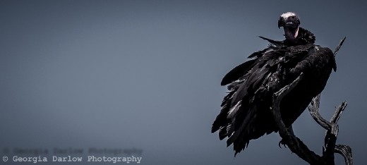 A vulture perches in a tree in the Maasai Mara, Kenya
