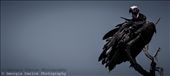 A vulture perches in a tree in the Maasai Mara, Kenya: by georgi_kate, Views[591]