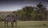 A zebra mother and foal in the Maasai Mara, Kenya: by georgi_kate, Views[594]