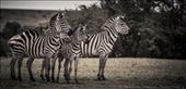 A herd of zebra in the Maasai Mara, Kenya: by georgi_kate, Views[612]