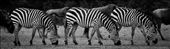A trio of zebra grazing in the Maasai Mara, Kenya: by georgi_kate, Views[574]