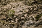 A migrating herd of wildebeest gather the courage to cross the river in the Maasai Mara, Kenya: by georgi_kate, Views[736]