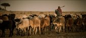 A Maasai herdsman tends to his cattle in the Maasai Mara, Kenya: by georgi_kate, Views[1163]