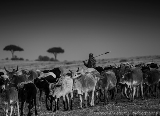 A black and white photo of a Maasai herdsman tending to his cattle in the Maasai Mara, Kenya