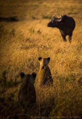 A couple of lioness sit, wait and watch their potential prey of buffalo in the Maasai Mara, Kenya: by georgi_kate, Views[837]