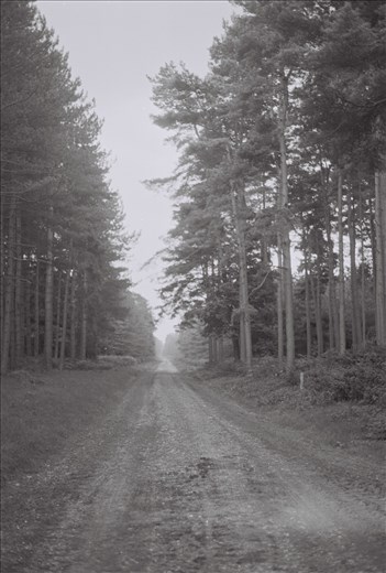 Thetford Forest, Norfolk.