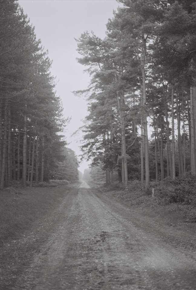 Thetford Forest, Norfolk.