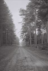 Thetford Forest, Norfolk.: by georgiaelizabethforeman, Views[205]