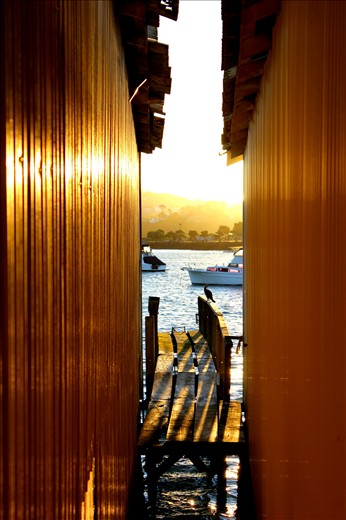 Mission Bay, Auckland. Sunrise