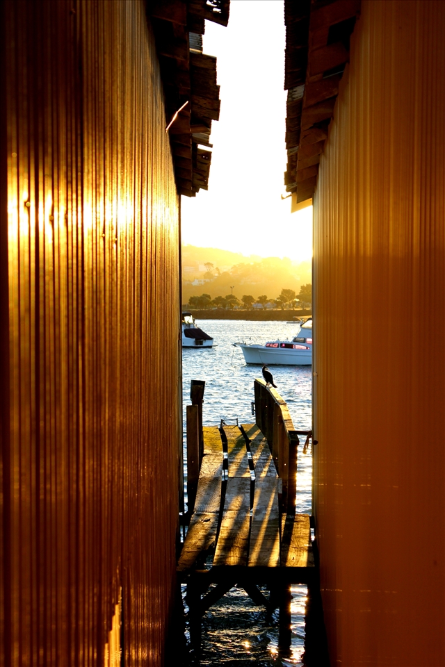 Mission Bay, Auckland. Sunrise