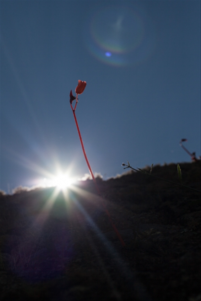 The Beauty of Nature, Flower and early Morning Sun on the side of the Mountain