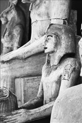 this photo was taken at the citadel, Cairo, Egypt. this statue wasn't put among the other displayed stuff at the citadel, It was in someplace with other statuses next to some office, I actually had to sneak in to take that photo.
: by geraldine90, Views[246]