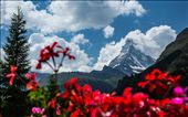Summer in Zermatt with the view of the Matterhorn: by gezokeefe, Views[841]