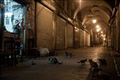 The only living beings to be seen at night in the souk are the butcher and hungry cats waiting for scraps.: by ghaddad, Views[784]