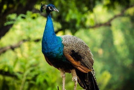 Walking through village raod early morning around 7 am fortunate to capture 