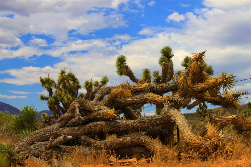 Fallen cactus before the entrance to the Ghost Town