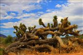 Fallen cactus before the entrance to the Ghost Town: by ghosttown, Views[192]