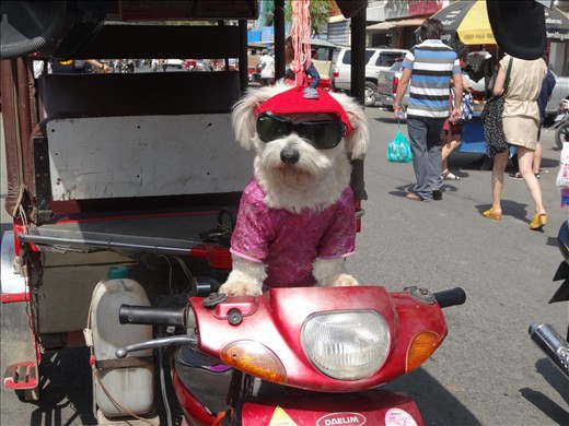 The cutest tuk-tuk co-driver. Goes everywhere with his owner.