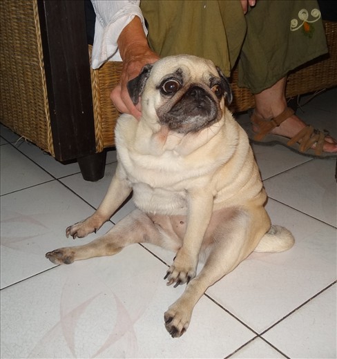 Owners friendly pug at the Lazy Gecko Cafe - memories of my childhood in Reefton