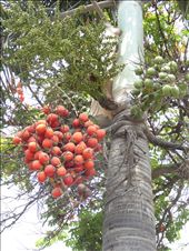 Interesting tree in city: by gina_holley, Views[263]