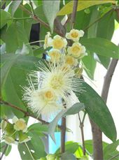 Another beautiful tree: by gina_holley, Views[234]