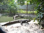 Asian crocodiles (much smaller than ours): by gina_holley, Views[377]