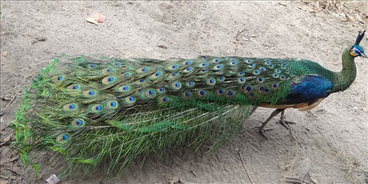 Peacock