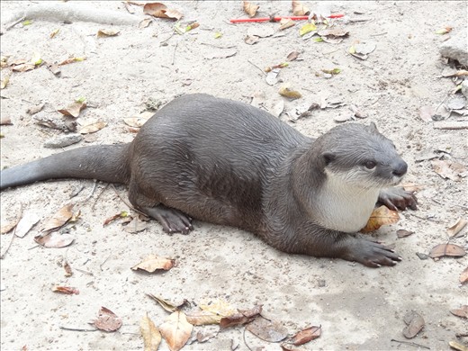 Otter