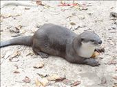Otter: by gina_holley, Views[443]