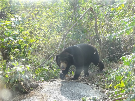 Sun bears