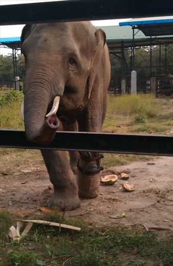 Elephant with prosthetic foot